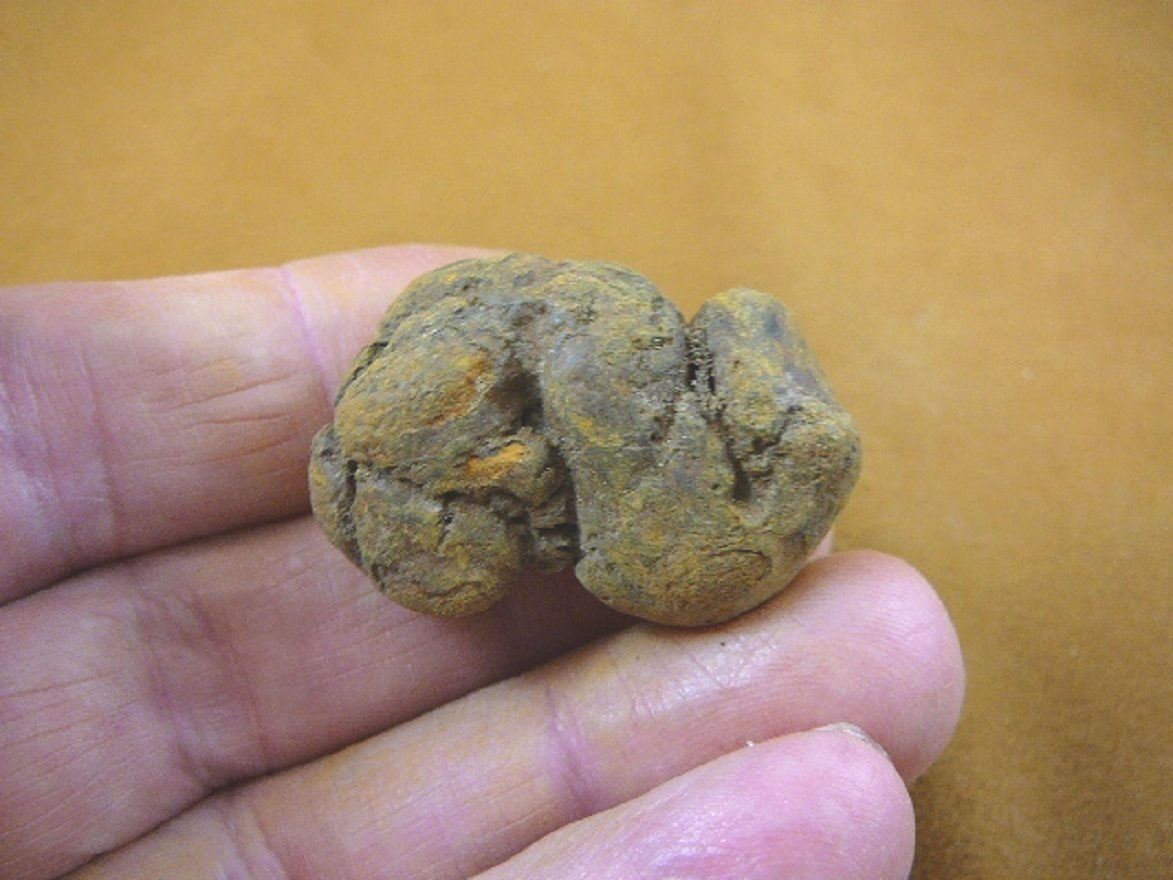 (PP446-15) 1&quot; Genuine Fossil TURTLE POOP Coprolite DUNG WEIRD WA state s... - $10.39