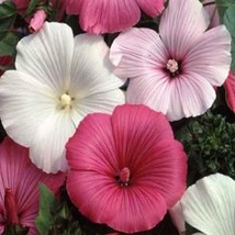 HS Rose Mallow Lavetera Mixed colors 100 Seeds  - £4.76 GBP
