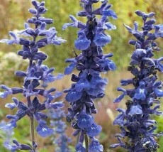 200 SEEDS BLUE SAGE FLOWER SWIFT GROWTH HEIRLOOM GARDEN SEEDS - £6.38 GBP