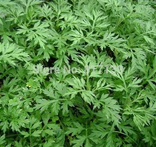 HOO PRODUCTS - Home Garden Plant 100 Seeds Artemisia Annua Seeds - One-y... - $8.88