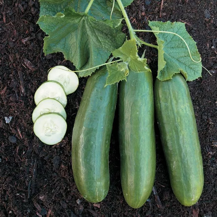 HGBO 30 Straight Eight Cucumber Seeds Non GMO Heirloom Variety Sizes Bulk Seeds - $8.56