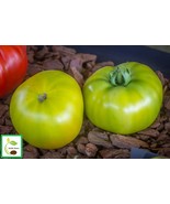 SYR 50 Seeds Granny Smith Tomato Juicy Tomatoe Vegetable Edible Food Fas... - €11,65 EUR
