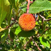 Exotic Madroño Arbutus Unedo Killarney Strawberry Live Fruit Tree 2Ft Árbol Frut - £76.46 GBP