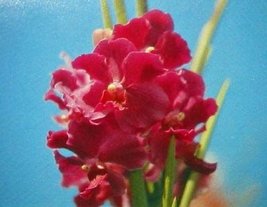 3 HAWAIIAN STRAP LEAF VANDA ORCHID PLANTS ~GROW HAWAII - $113.85
