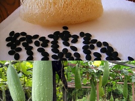 Variety Size Seeds Guava Psidium guajava Tree Seeds Fragrant Edible Evergreen - £13.29 GBP+