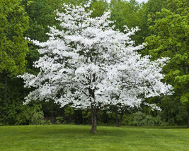 White Flowering Dogwood qt pot (Cornus-florida) - $10.95