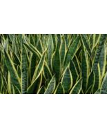 Rooted Sansevieria Draceana Snake Plant Mother in Law&#39;s Tongue - Air Pur... - $6.44