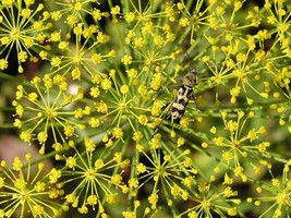 Semilir 2450 Seeds Bouquet Dill Anethum Graveolens Herb Flower Fast Grow From US - £7.24 GBP