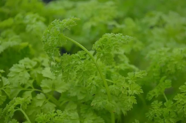 Curled Chervil Seeds NON-GMO Heirloom Fresh Herb seeds 250+  Seeds - £7.91 GBP