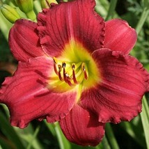 Day Lilies PARDON ME  Extra Large Live Plants - $463.17 MXN