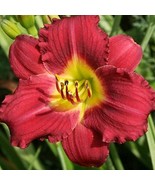 Day Lilies PARDON ME  Extra Large Live Plants - $475.91 MXN