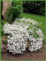 1000 White Baby&#39;S Breath &#39;Covenant Garden&#39; Gypsophila Elegans Flower Seeds - £6.27 GBP