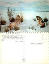 Canada British Columbia Clinton Northland Wildlife Museum Coyotes VTG Postcard - £7.51 GBP