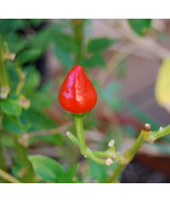 20 Cobanero Love Pepper Seeds-1219 - $2.98