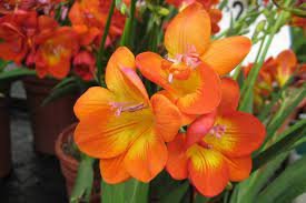 200 Seeds Freesia Plant Flowers Orchid Freesia Flower Plants Item image 2