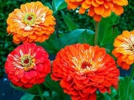 100 Mix Zinnia Oriole Seeds - £23.40 GBP