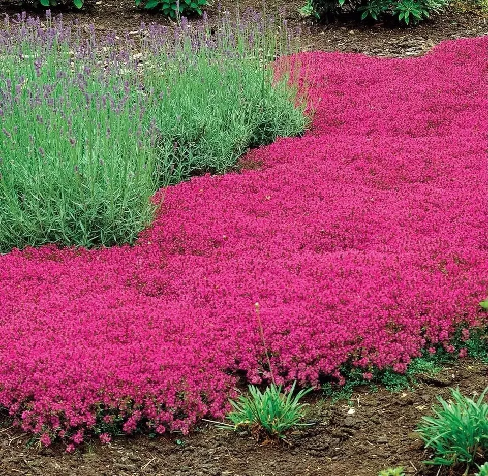 PSStore 1000 Red Creeping Thyme Groundcover Non-Gmo Vegetable Seeds - £7.43 GBP