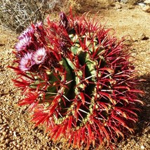 Devils Tongue Barrel Cactus Seeds Ferocactus latispinus 20 Seeds Fresh Seeds USA - $12.98