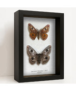 Ligurian Emperor Saturnia Pavonia Pair Real Moths Framed Entomology Coll... - $2,122.29 MXN