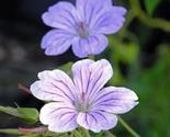 25+ Hexham Big Eyes Geranium Seeds | Easy-Grow Vibrant Perennial Garden ... - $16.50
