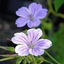 25+ Hexham Big Eyes Geranium Seeds | Easy-Grow Vibrant Perennial Garden ... - $16.50