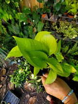 NEON GREEN POTHOS LIVE HOUSE PLANT 4&quot; Pot Tropical Indoors &amp; Outdoors plant - $25.00