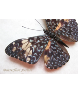 Hamadryas Amphinome Blue Cracker Real Butterfly Framed Entomology Shadowbox - $1,063.95 MXN