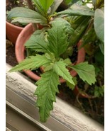 Chilean Epazote - Chenopodium chilense - 250+ seeds - F 194 - £0.79 GBP