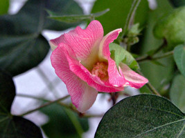 Free Shipping Gossypium Arboreum Tree Cotton 20 Seeds - £14.60 GBP