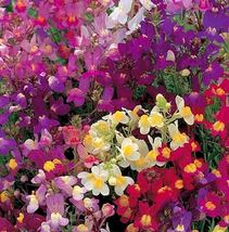 50 seeds Toadflax Fairy Mix Flower Spurred Snapdragon Linaria maroccana  - £6.86 GBP
