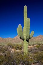 50 Seeds Arizona Giant Saguaro Carnegiea gigantea Cereus giganteus Engel Sahuaro - £31.97 GBP