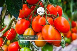 Roma Tomato Seeds | Heirloom, Non-GMO | Perfect for Canning &amp; Sauces | 8... - $4.99+
