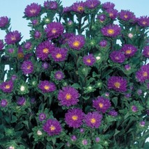 Aster Seeds 50 Seeds Aster Serenade Blue Cut Flower Seeds Fresh Garden USA SELLE - £17.01 GBP