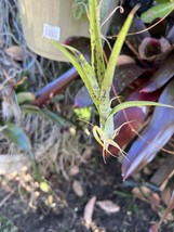 Exotic LANDSCAPE PLANT Pup mini Bromeliad purple green colorful -unbranded - $19.79