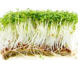  1000 Curled Garden Cress Seeds Non Gmo Use  Microgreen Salad / Micro Gr... - £7.22 GBP