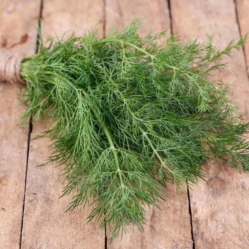 FARM Dill 25 Fresh Herb Seeds Bulk Seeds - $183.92 MXN