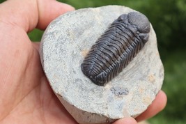 Trilobite Morocops trilobite fossil Devonian fossil from morocco. - $74.25