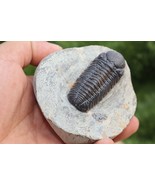 Trilobite Morocops trilobite fossil Devonian fossil from morocco. - $102.41 CAD