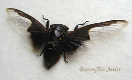 Cryptotympana Aquila Real Batwing Cicada Framed Entomology Collectible S... - $52.99