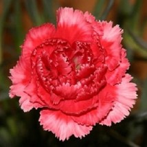 New Fresh Seeds 30 Rose Red Carnation Perennial Flower Seeds - $27.28