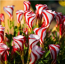 100 Seeds Oxalis Versicolor Candy Cane Sorrel Seed Flowers Very Se Ed Blooming P - $8.24