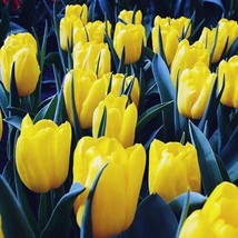 5 or 10 TULIP Triumph Hybrid Strong Gold | Flower Yellow | FREE SHIPPING!!!!!!! - £7.90 GBP+