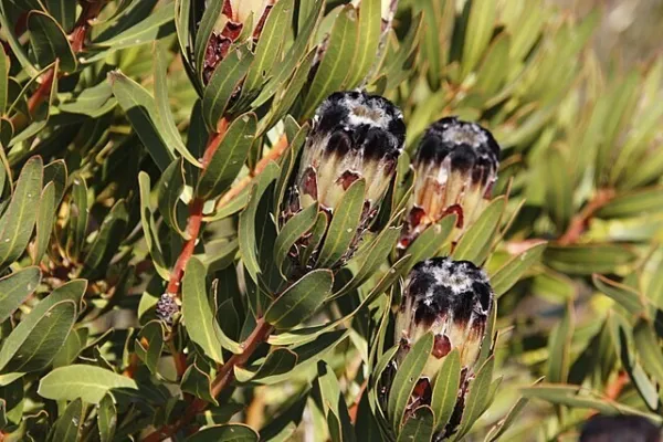 Protea Lepidocarpodendron Tree Pincushion 10 Seeds Fresh Garden - £15.65 GBP