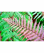 Autumn Fern 1000 Spores Seeds - $25.38 CAD