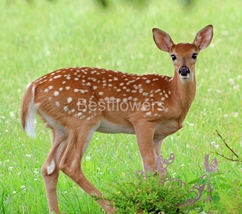 Young Fawn - 8x10 Framed Photograph - £19.75 GBP