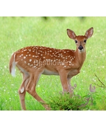 Young Fawn - 8&quot; x 10&quot; Mounted Photograph - $41.51 CAD