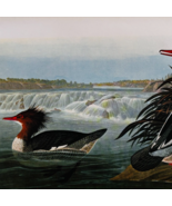 1979 Common Merganser Color Plate Print Audubon Birds Of America Vintage... - $29.99