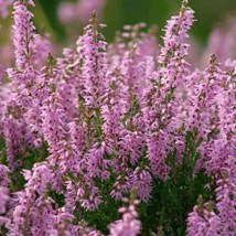 100 Scots Heather Seeds  True Organic Scot&#39;S Heather  Calluna Vulgaris From US - $10.95