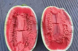 20 Jubilee Red Mushy Big Sweet Watermelon Fruit Seeds for Garden - $10.00