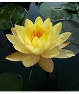 Bowl Lotus Egyptian Flower Yellow Farm Seed Aquatic Plants Water Garden ... - $16.79